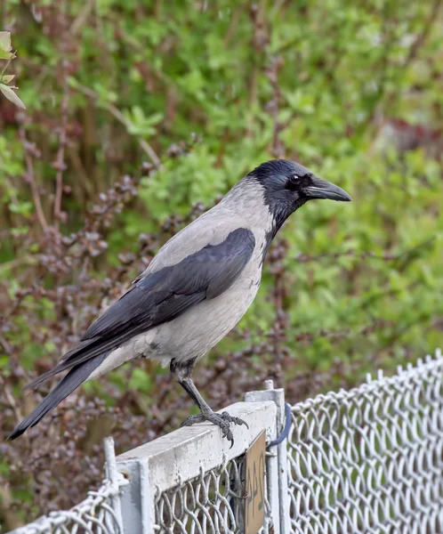 Zwarte kraai, zittend op een metalen hek op een achtergrond van struiken — Stockfoto