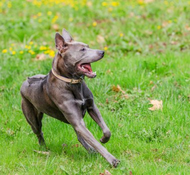 Tay Ridgeback yeşil Parkta yürümek kadar kolay üzerinde