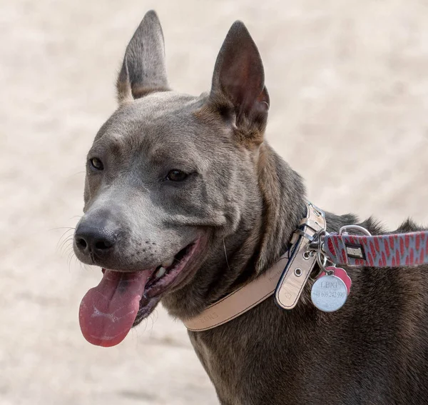 Thajský Ridgeback na procházce v parku — Stock fotografie