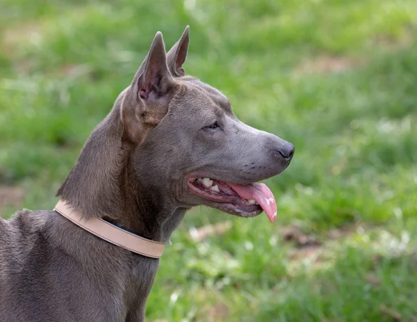 Thai ridgeback auf spaziergang im grünen park — Stockfoto