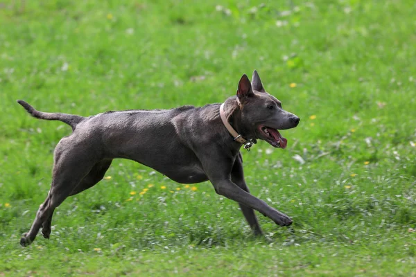 Thajský Ridgeback na procházce v parku — Stock fotografie