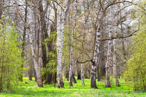 Bosque de abedul en el fondo del paisaje de primavera — Foto de Stock