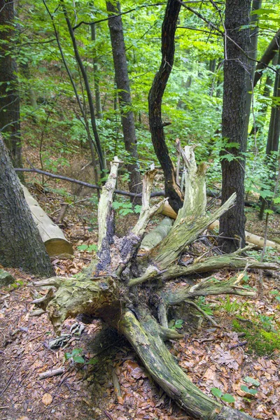 Ősi erdő dél-nyugati Lengyelországban — Stock Fotó