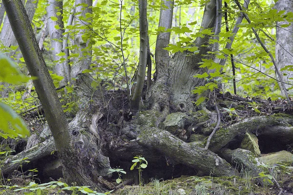 Prales v Jižní Polsko — Stock fotografie