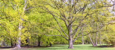 Muhteşem antik çınar ağacı