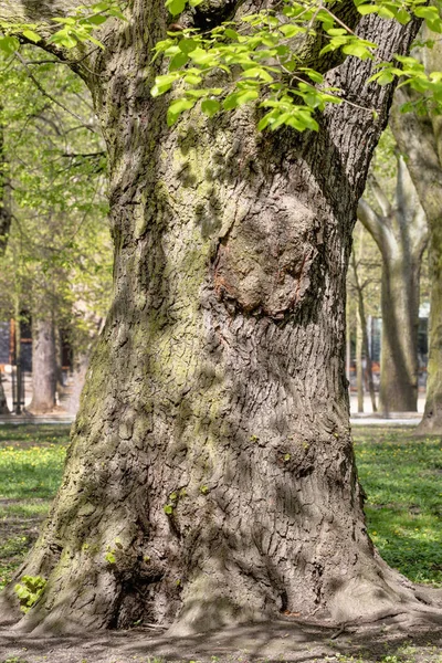 Muhteşem antik çınar ağacı — Stok fotoğraf