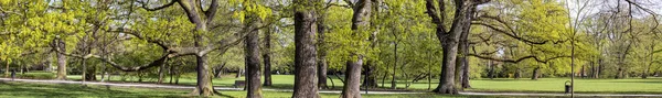 Muhteşem antik kayın ağaçlarının — Stok fotoğraf