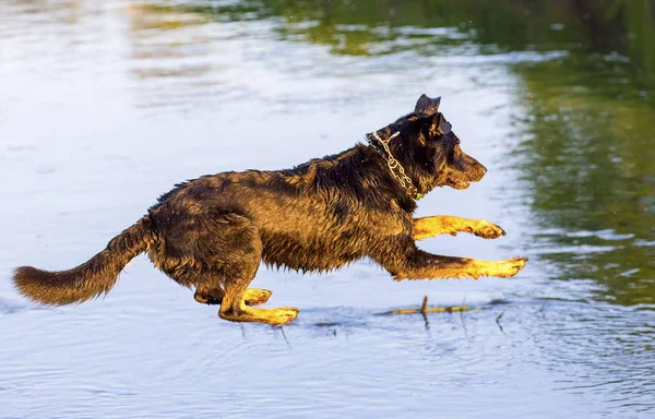 Собака прыгает в воду с берега — стоковое фото