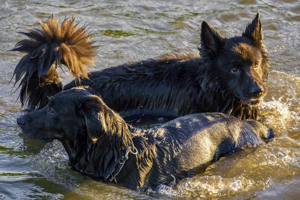 İki köpek bir nehirde eğleniyor — Stok fotoğraf