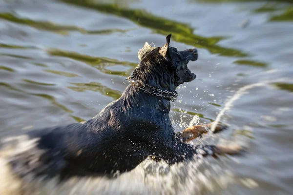 Köpek bir nehirde eğleniyor — Stok fotoğraf