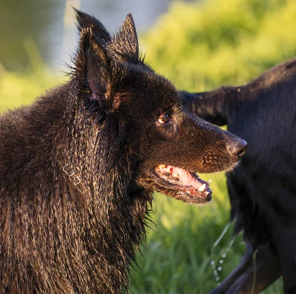 Retrato de un hermoso pastor alemán o perro alsaciano en el campo —  Fotos de Stock