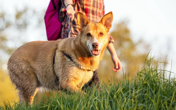 Chien sur l'herbe le soir — Photo