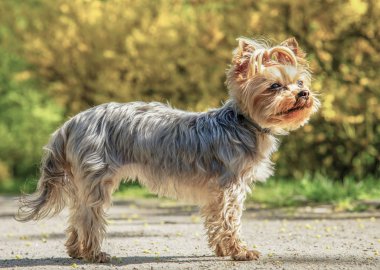 Yorkshire Terrier portre bahar zaman Park