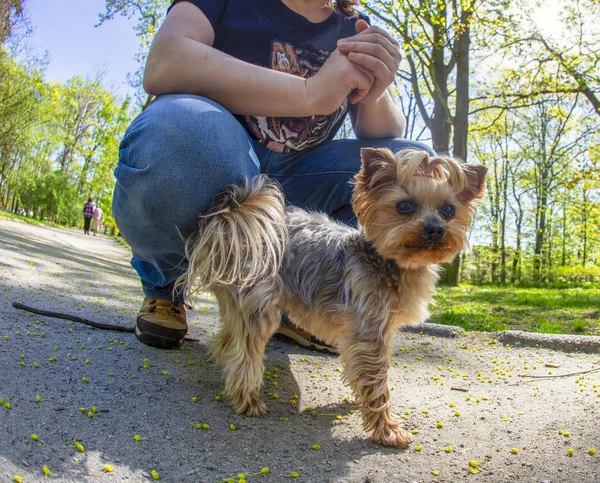 夏约克郡小猎犬画像在春天时间公园 — 图库照片