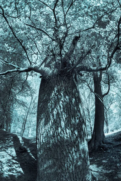 Árvore assustadora no cemitério — Fotografia de Stock