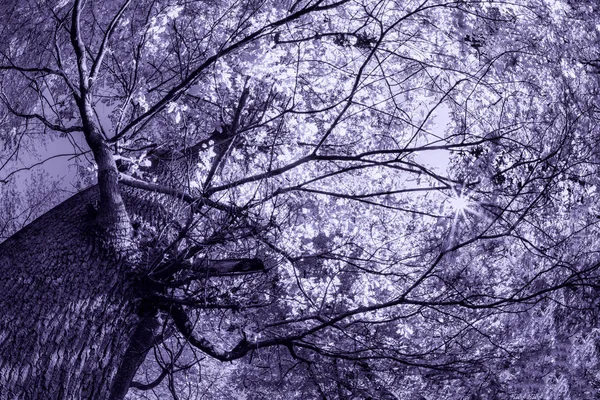 Strasznego drzewa na cmentarzu — Zdjęcie stockowe