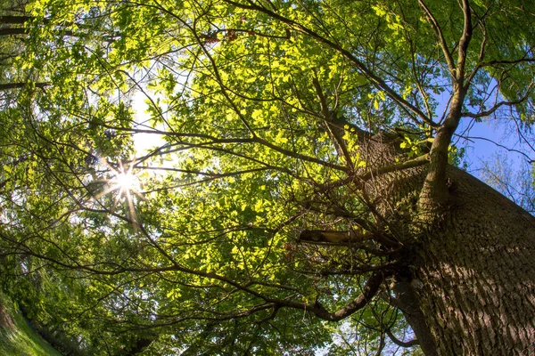 Uhyggelig tre i skogen. – stockfoto