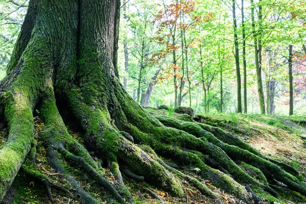 Grote boomwortels in bos — Stockfoto