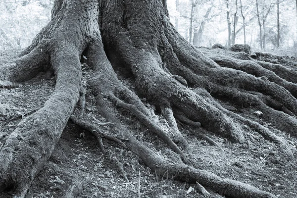 Stora trädrötter i skogen täckt med mossa i selen ton — Stockfoto