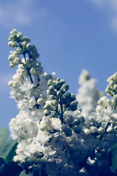 春天的白树花 — 图库照片