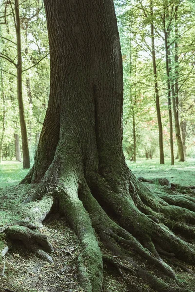 Masivní kořeny v lese s mechem v Selenový tón — Stock fotografie