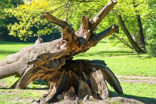 Fallen mighty oak in eastern Poland — Stock Photo, Image