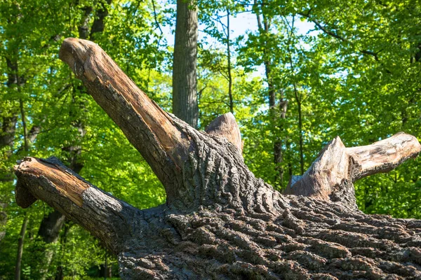 Padlý mohutný dub ve východním Polsku — Stock fotografie
