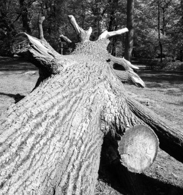 Doğu Polonya düşmüş güçlü meşe