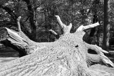 Doğu Polonya düşmüş güçlü meşe