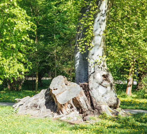 Fallen mighty oak in eastern Poland — Stock Photo, Image