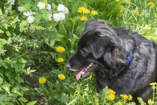 Pies na trawie w słońcu — Zdjęcie stockowe