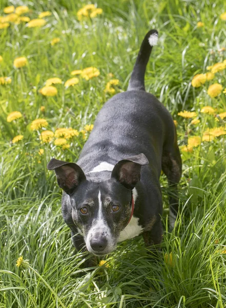 Собака в траве в лучах солнца — стоковое фото