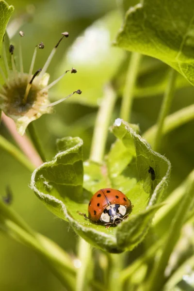 European seven spot ladybird Coccinella septempunctata — Stock Photo, Image