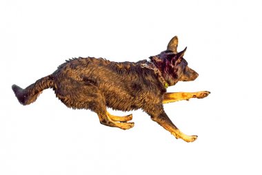 Beyaz arka plan üzerinde izole köpek sıçramak