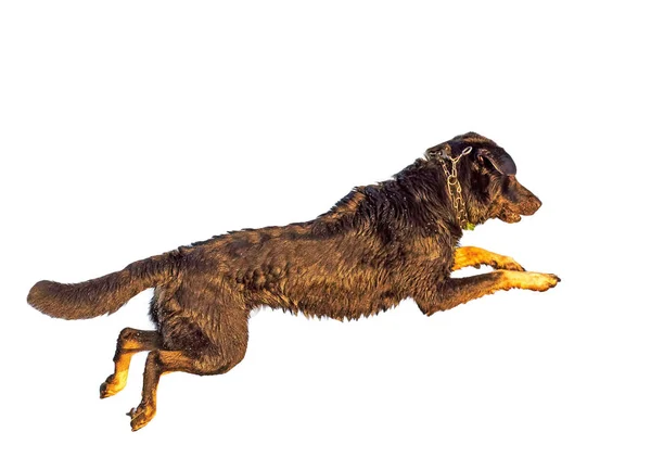 Skákací pes izolovaných na bílém pozadí — Stock fotografie