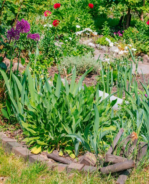 Beautiful Home garden Allotment in spring — Stock Photo, Image