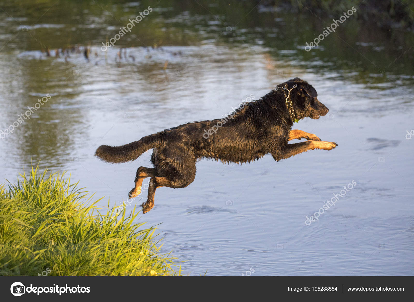Dog jumps into the water from the shore Stock Photo by ©DarioStudios
