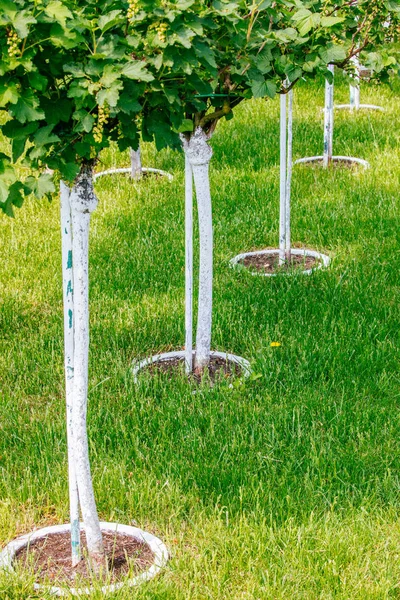 Junge Baumplantage hautnah — Stockfoto
