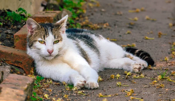 Cat in a Garden Looking Straight in the Camera — Stock Photo, Image