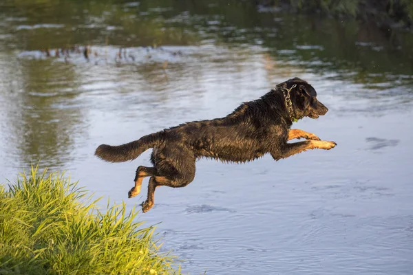 Hund springt in see Stockfotos, lizenzfreie Hund springt in see Bilder |