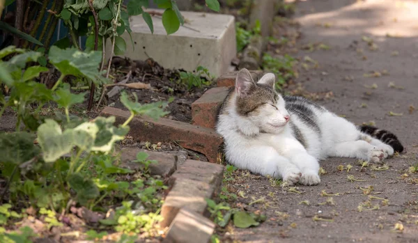 Cat sleeping on path in garden — Stock Photo, Image