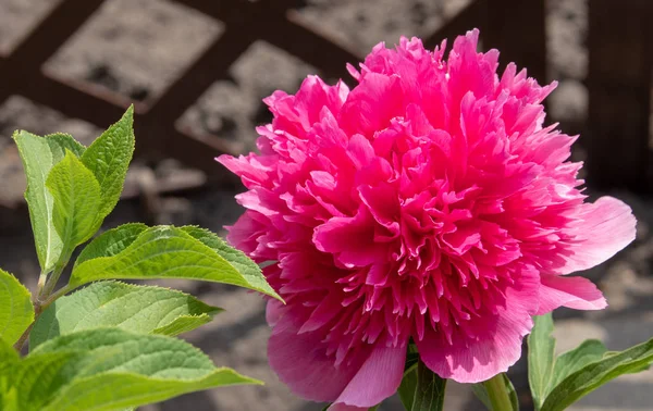 Beautiful peony blooming in allotment — Stock Photo, Image