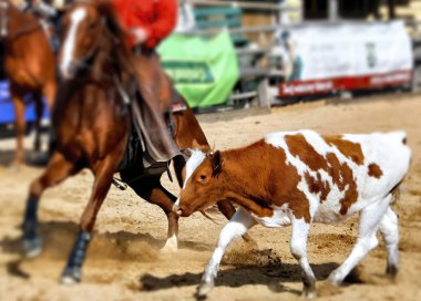 Rodeo gösterisi öküz halatını gösteriyor