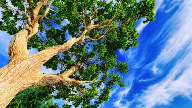Açık mavi gökyüzüne karşı tatlı kestane ağacı örtüsü