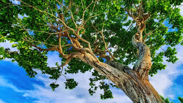美丽的栗树树冠映衬着晴朗的蓝天 — 图库照片