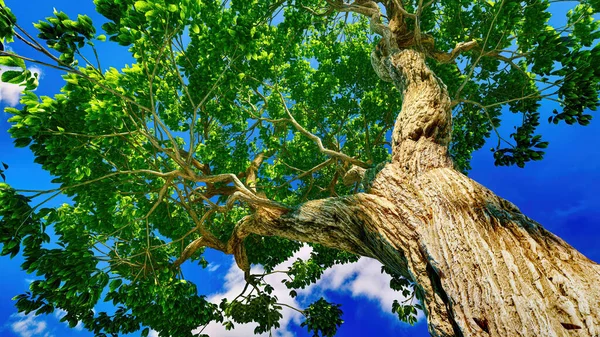 Zoete kastanjeboom bladerdak tegen een heldere blauwe lucht — Stockfoto