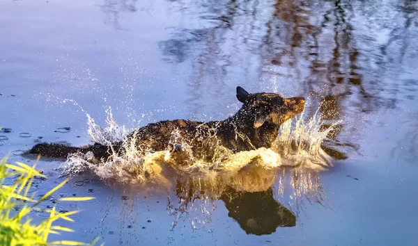 Hund vergnügt sich im Fluss — Stockfoto