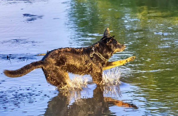 Köpek bir nehirde eğleniyor — Stok fotoğraf