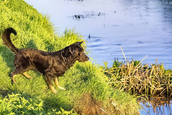 Câinele se distrează într-un râu — Fotografie, imagine de stoc