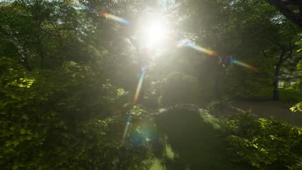 Schwenkaufnahme eines schönen Baumes in einem alten Park — Stockvideo